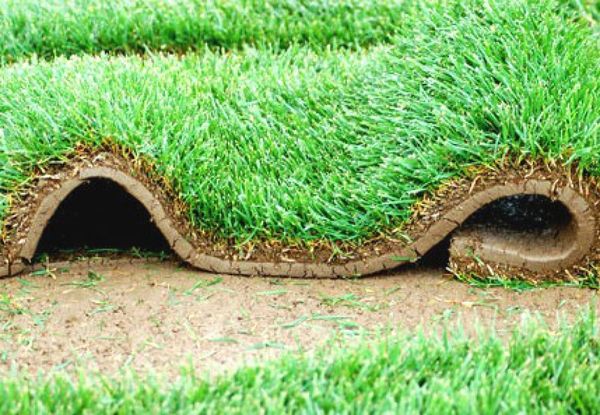 Zakládání trávníku Drnováním - travní ,,koberec